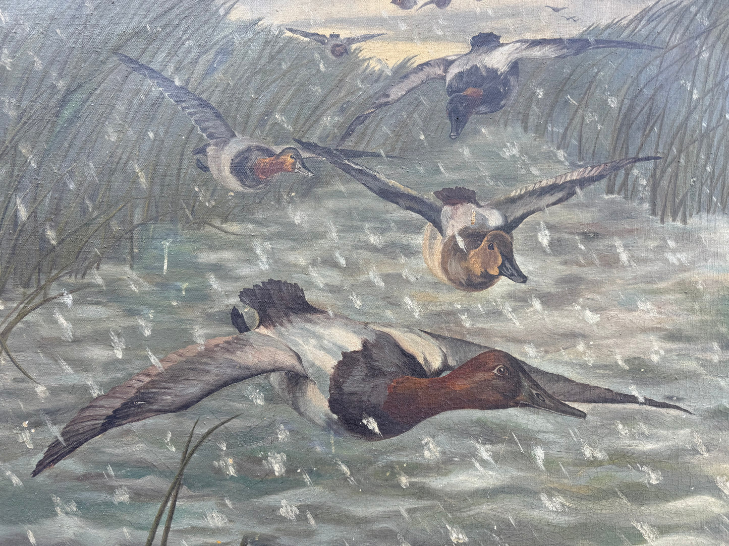 Canvasback Painting (1935) Signed “VAH” Frame: 37x30in