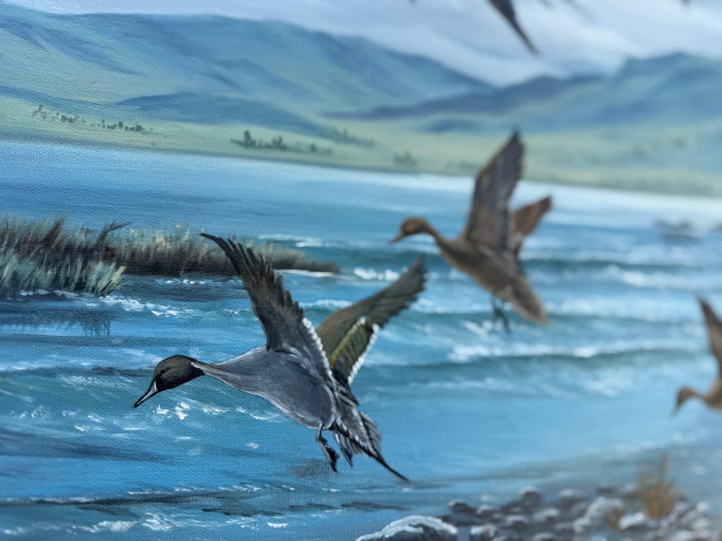 Pintail Painting (1980) Signed “R. Steffa” Frame: 32.5x22.5in