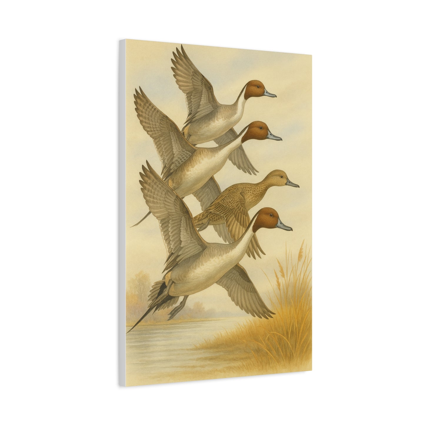 Pintails Canvas (2 Sizes)